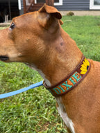 Custom Dog Collar